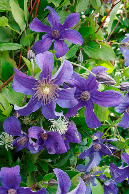 Clematis Sapphire Indigo - Non Vining