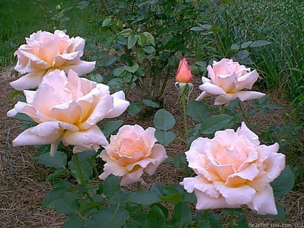 Rose - Medallion - Hybrid Tea