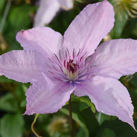 Clematis 'Hagley Hybrid' AKA 'Pink Chiffon' - Late Blooming