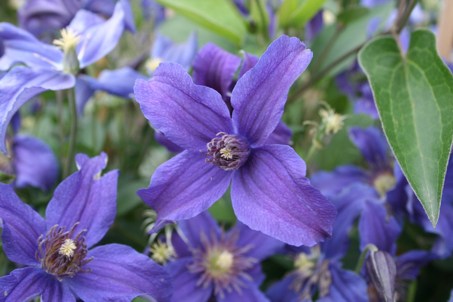 Clematis Sapphire Indigo - Non Vining