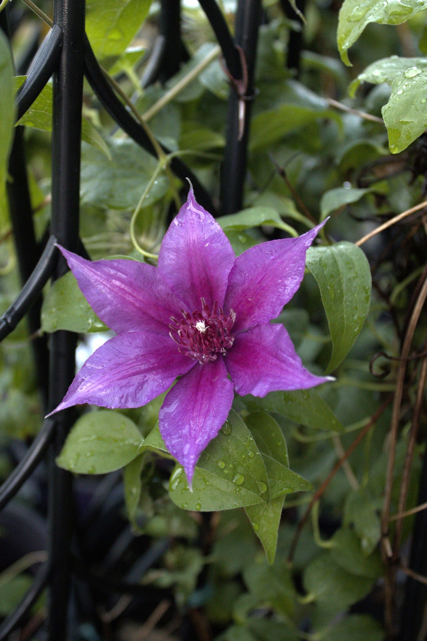 Clematis 'Adam's Courage'