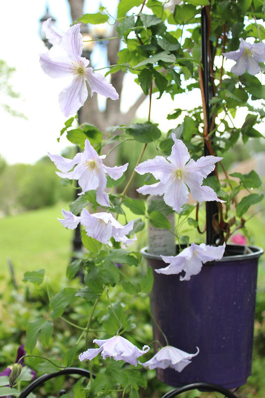 Clematis 'Blue Angel' - Great as Cut Flower