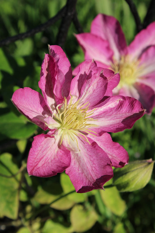 Clematis 'Asao'