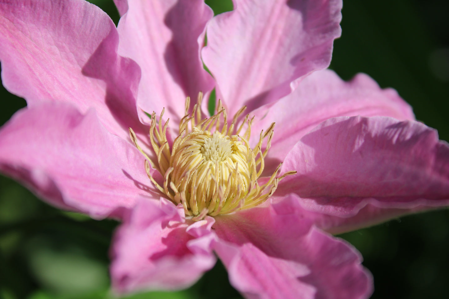 Clematis 'Abilene' - Pink - 4ft Dwarf Variety