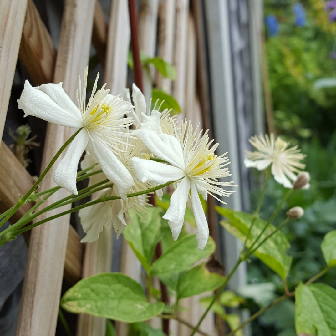 Clematis 'Summer Snow' AKA  'Fargesioides' AKA 'Paul Farges'