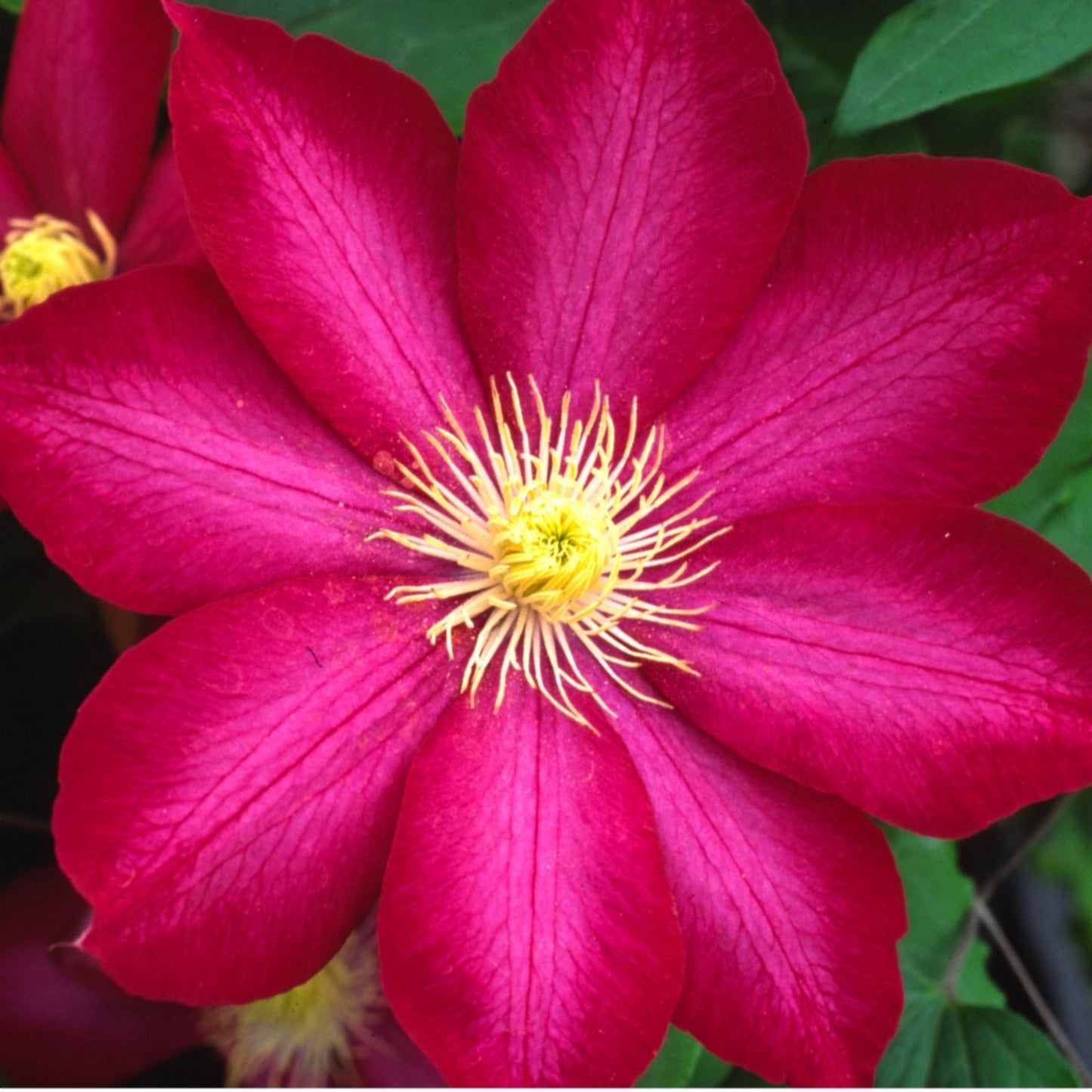 Clematis 'Bourbon' AKA StarFire - 6ft Dwarf Variety