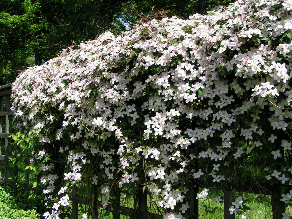 Fragrant Soft Pink Clematis Vine