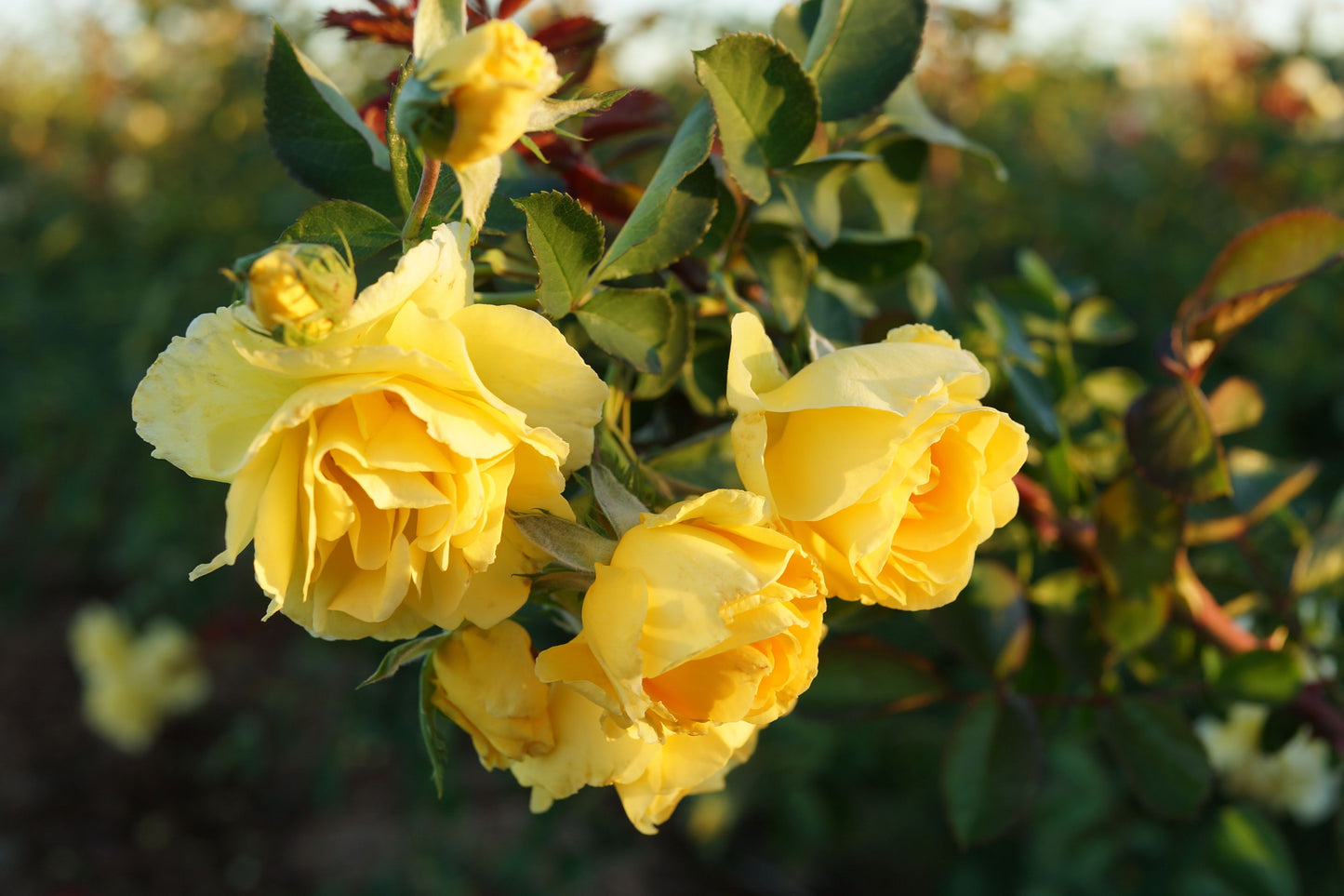 Rose - Climbing - Good Day Sunshine