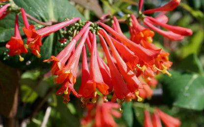 Honeysuckle - Dropmore Scarlet