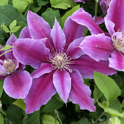 Clematis 'Dr. Ruppel'