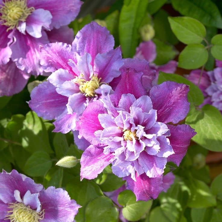 Clematis 'Pillu' AKA 'Little Duckling'