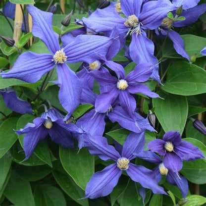 Clematis 'Durandii' - Non Vining