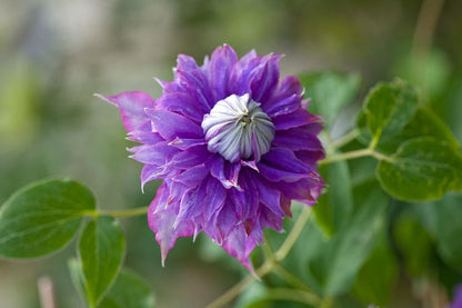 Clematis 'Diamantina' Double Bloom - Award Winning Blooms