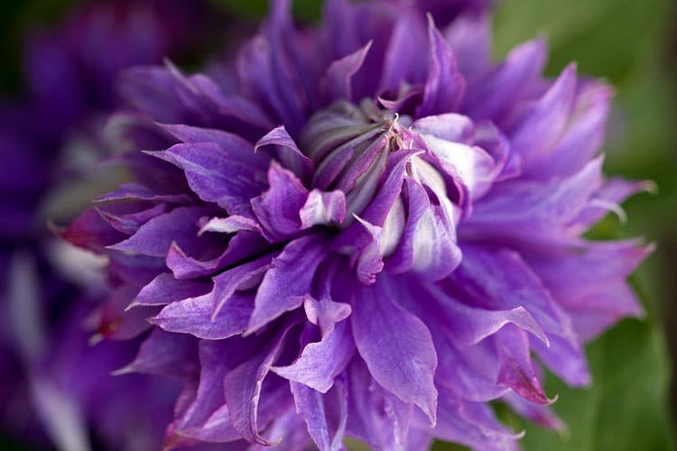 Clematis 'Diamantina' Double Bloom - Award Winning Blooms