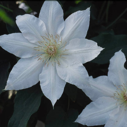 Clematis 'Hyde Hall'