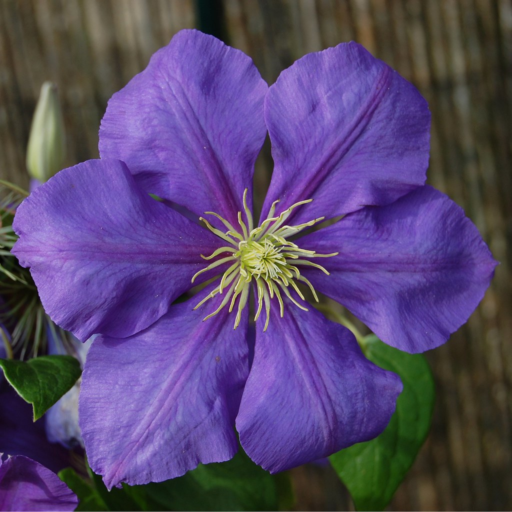 Clematis 'General Sikorski'