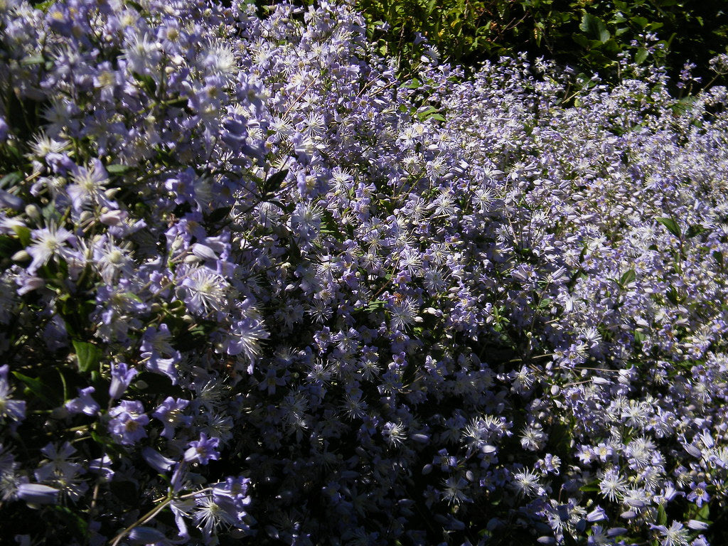 Clematis 'Heracleifolia' – 'Mrs. Robert Brydon'