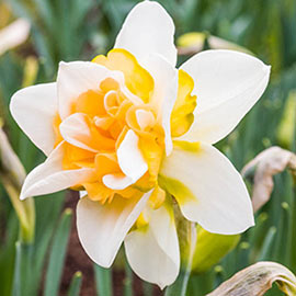 Daffodil - Lemon Fluffle - Sweet Desire