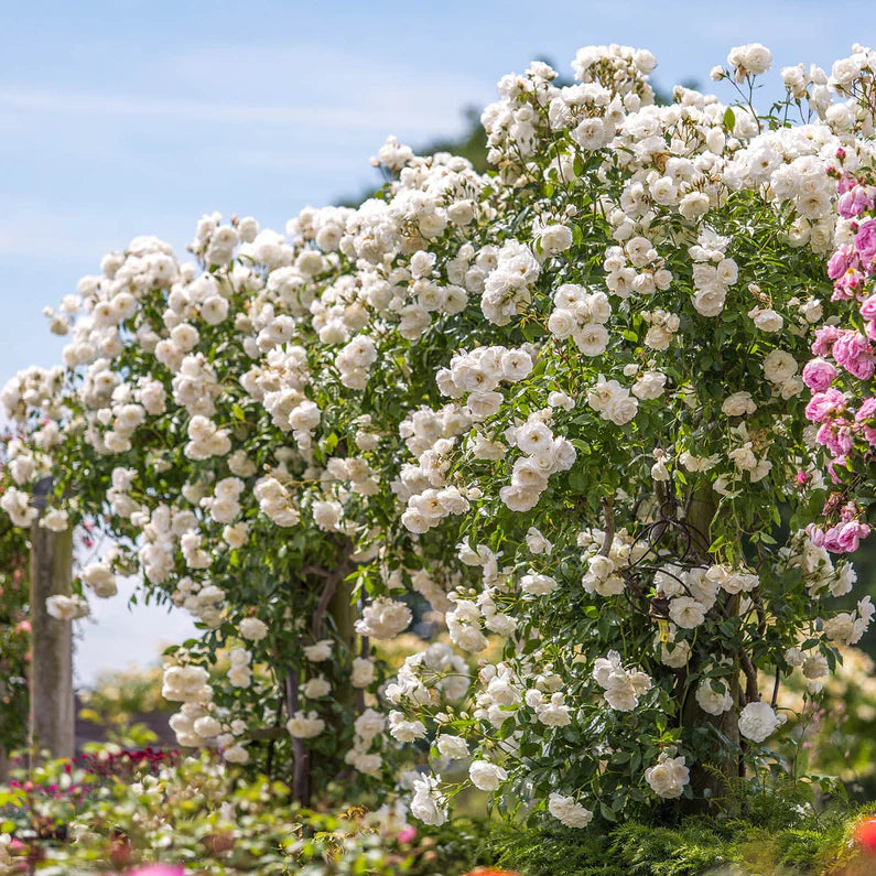 Rose - David Austin - Floribunda - Iceberg