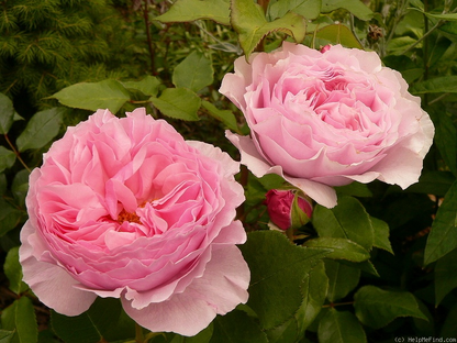 Rose - Scentuous - Floribunda