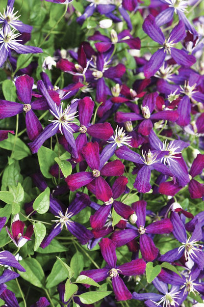 Clematis 'Sweet Summer Love' - 'Plum Pixie Dust'