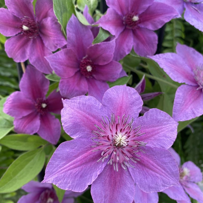 Clematis 'Adam's Courage'