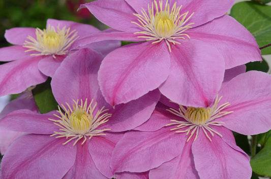 Clematis 'Alaina' - Pink - 5ft Dwarf Variety