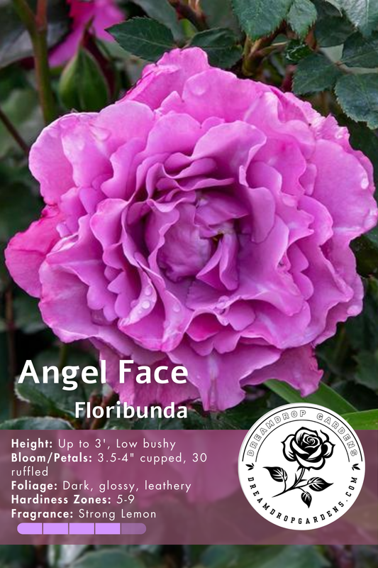 Rose - Floribunda - Angel Face