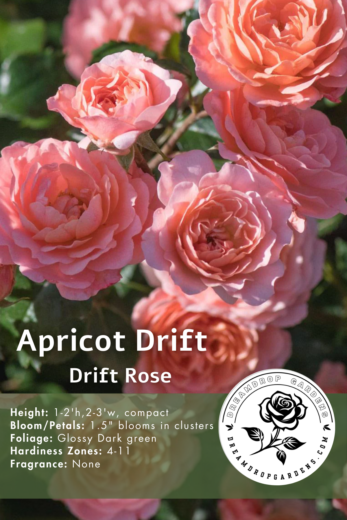 Rose - Groundcover - Apricot Drift