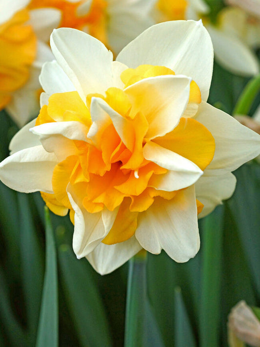 Daffodil - Lemon Fluffle - Sweet Desire