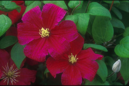 Clematis 'Barbara Harrington'