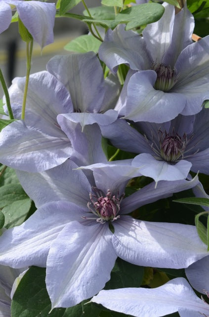 Clematis 'Bernadine' - Silvery -  6ft Dwarf Variety