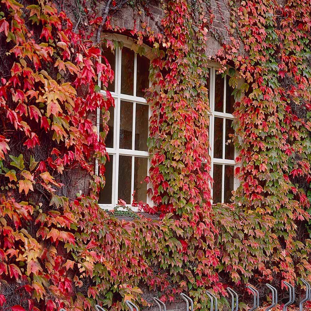 Boston Ivy - Fast growing Vine