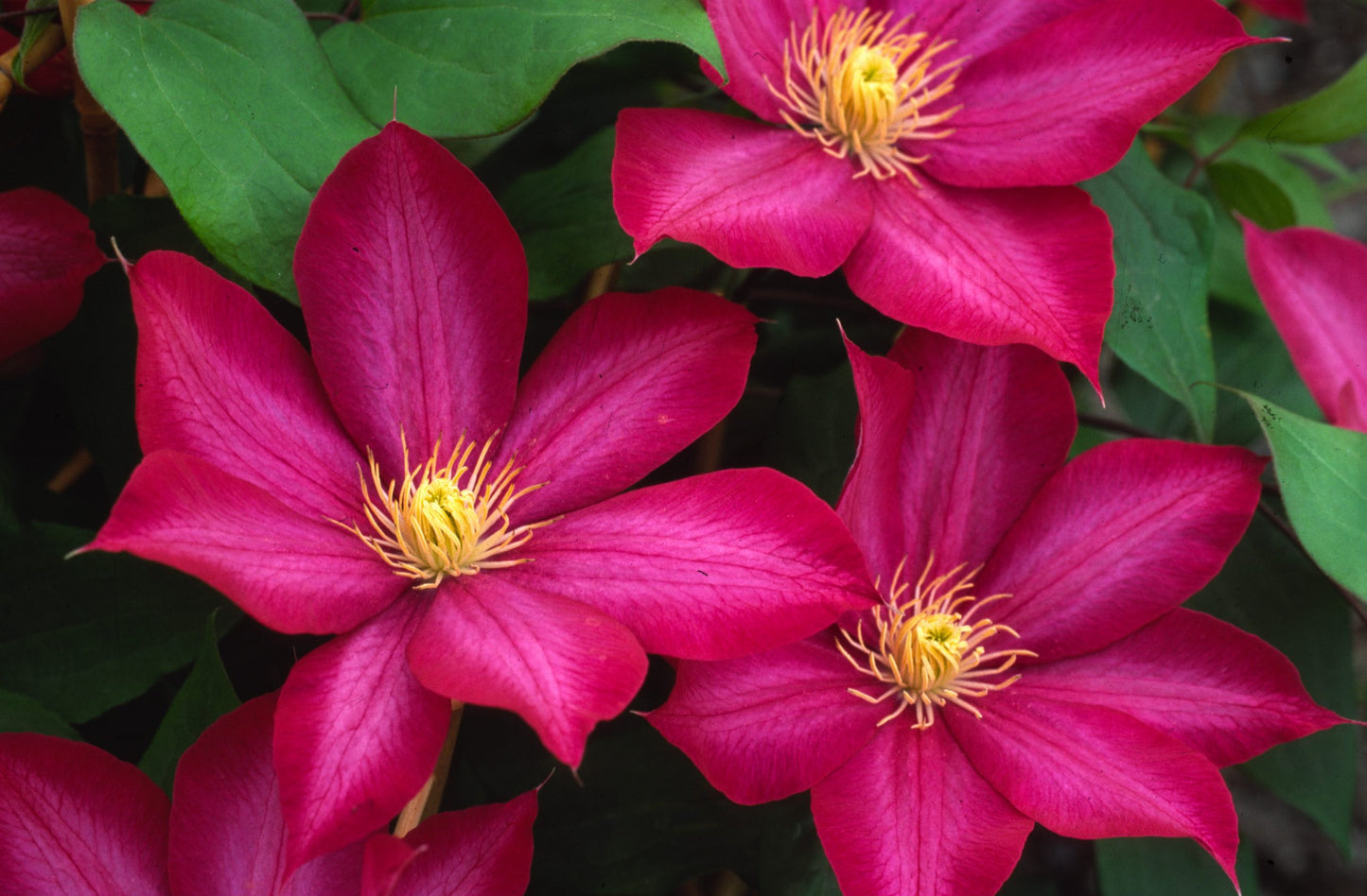 Clematis 'Bourbon' AKA StarFire - 6ft Dwarf Variety