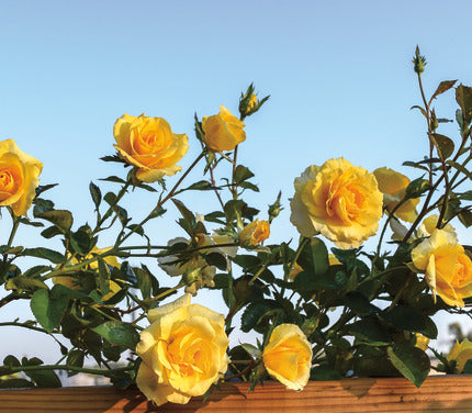 Rose - Climbing - Good Day Sunshine