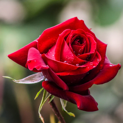 Rose - Chrysler Imperial - Floribunda