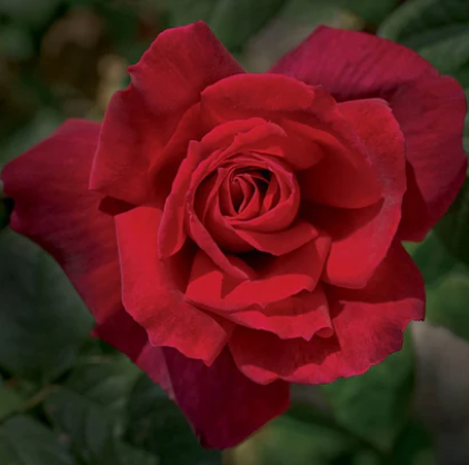 Rose - Chrysler Imperial - Floribunda