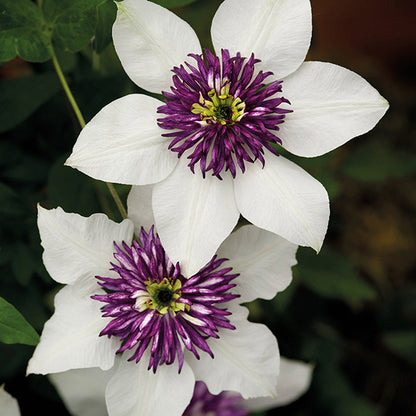 Clematis 'Florida Seboldii' - Double Bloom White and Purple