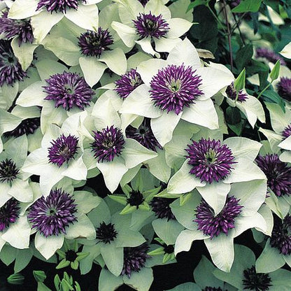 Clematis 'Florida Seboldii' - Double Bloom White and Purple