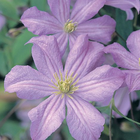 Soft Purple Clematis Vine