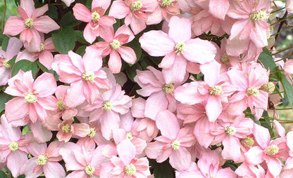 Fragrant Soft Pink Clematis Vine