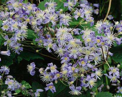 Clematis 'Heracleifolia' – 'Mrs. Robert Brydon'