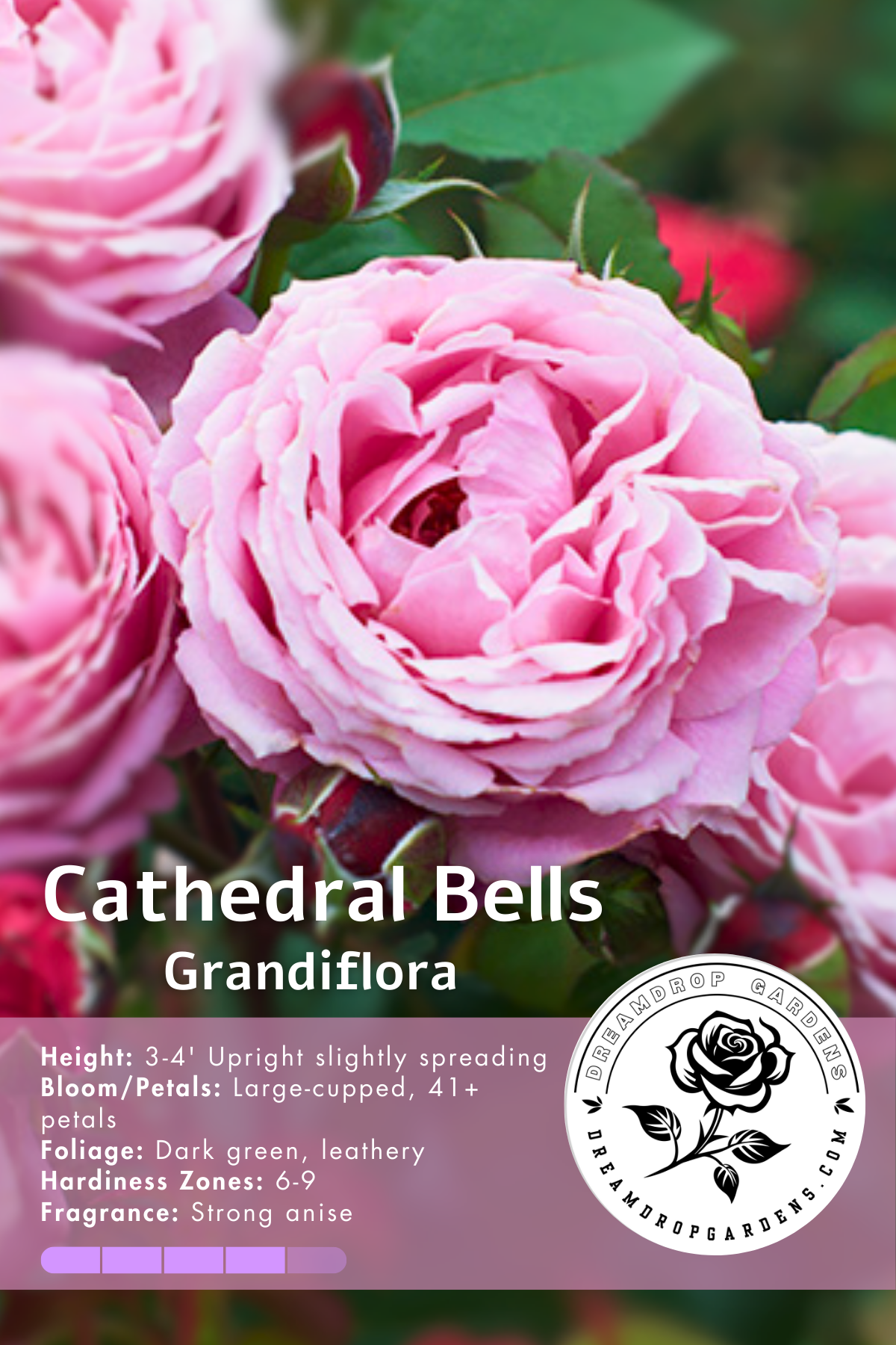 Rose - Cathedral Bells