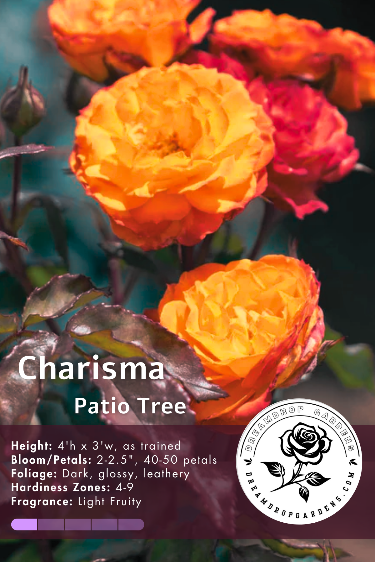 Rose Patio Tree - Charisma