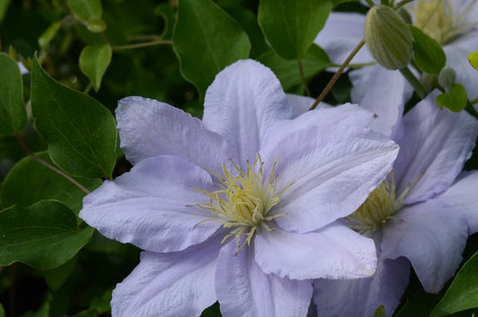 Clematis 'Chelsea' - 3 ft Dwarf Variety