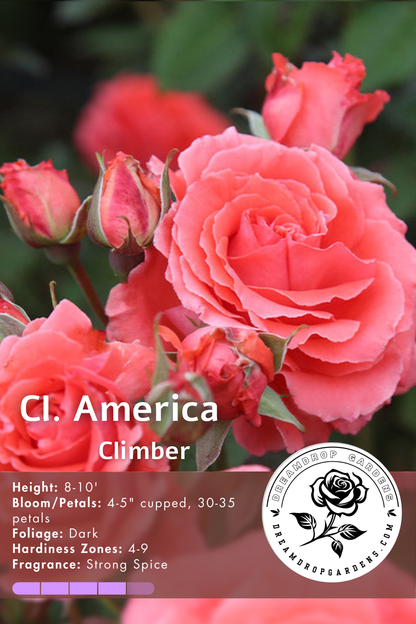 Rose - Climbing - America