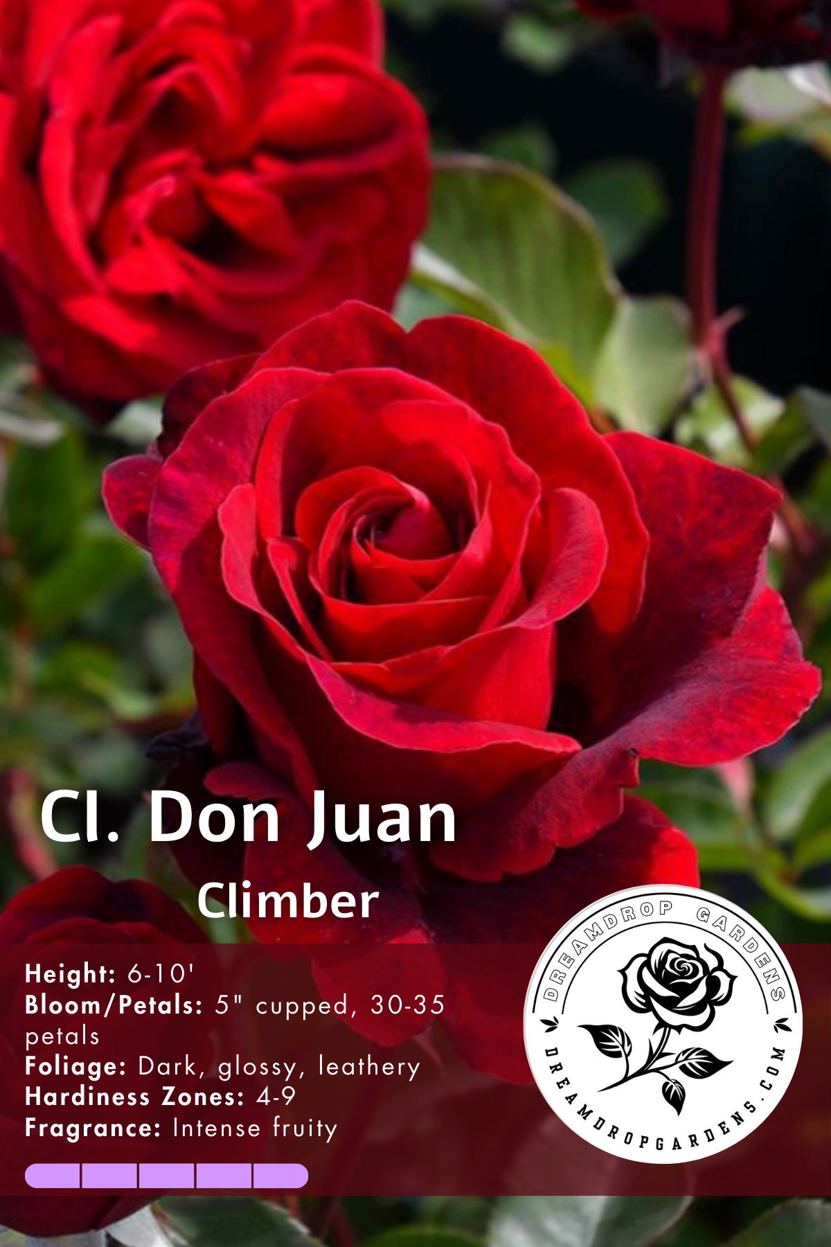 Rose - Climbing - Don Juan