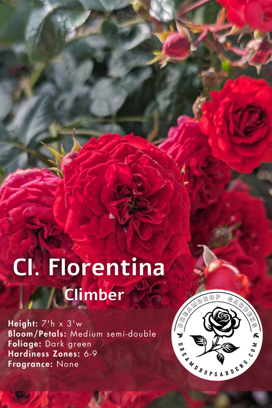 Rose - Climbing - Florentina