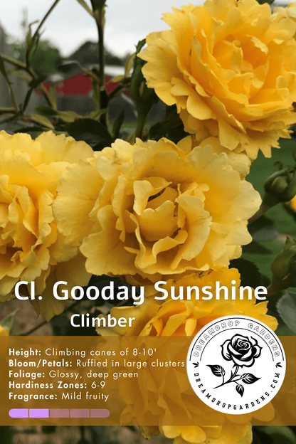 Rose - Climbing - Good Day Sunshine