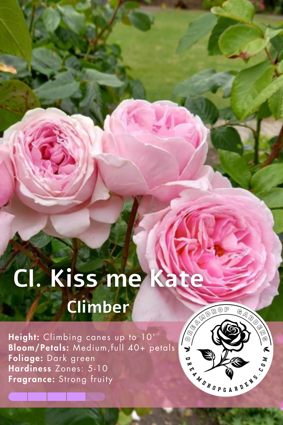 Rose - Climbing - Kiss Me Kate